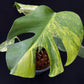 Monstera deliciosa aurea