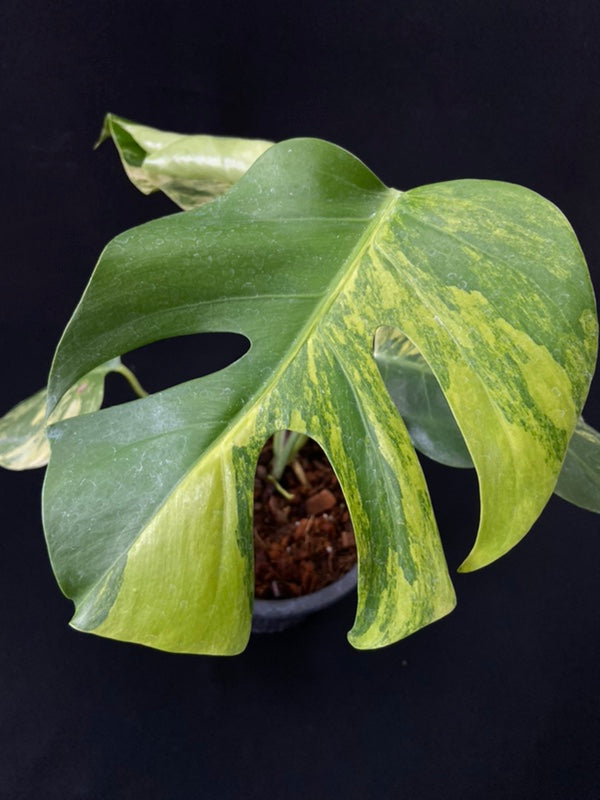 Monstera deliciosa aurea