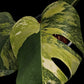 Monstera deliciosa aurea