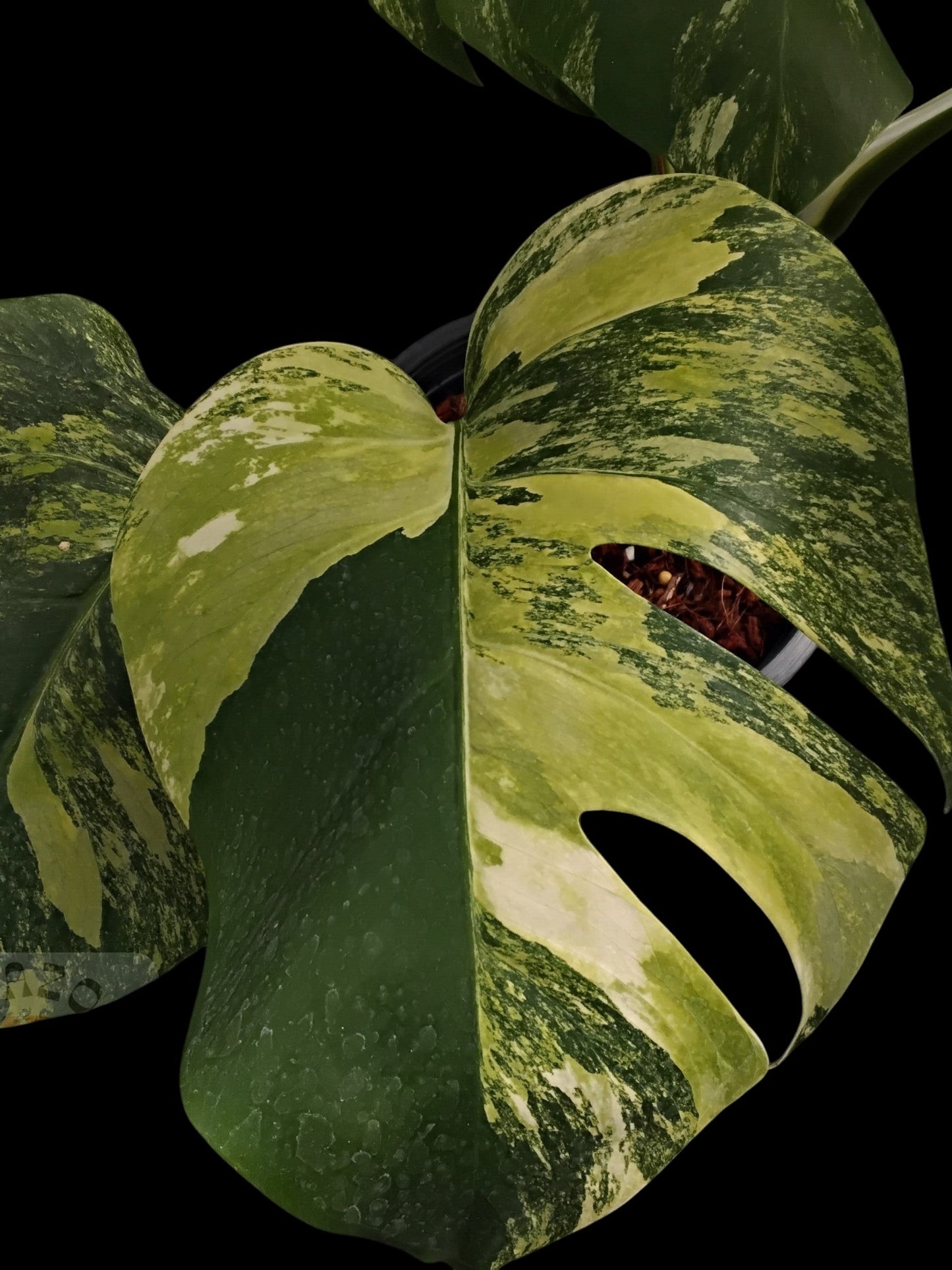 Monstera deliciosa aurea
