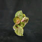 Syngonium Strawberry Ice