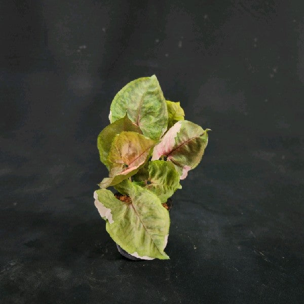 Syngonium Strawberry Ice