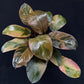 Philodendron black cardinal variegated