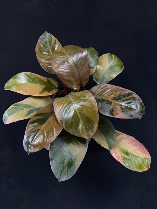 Philodendron black cardinal variegated