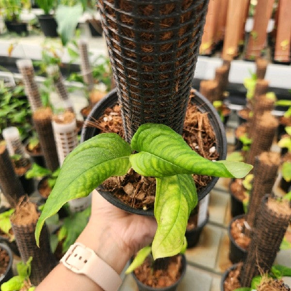 Monstera obliqua Berg Yasuni