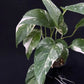 Epipremnum pinnatum albo