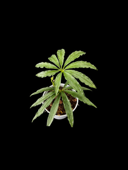Amazon Garden Live Sales plant