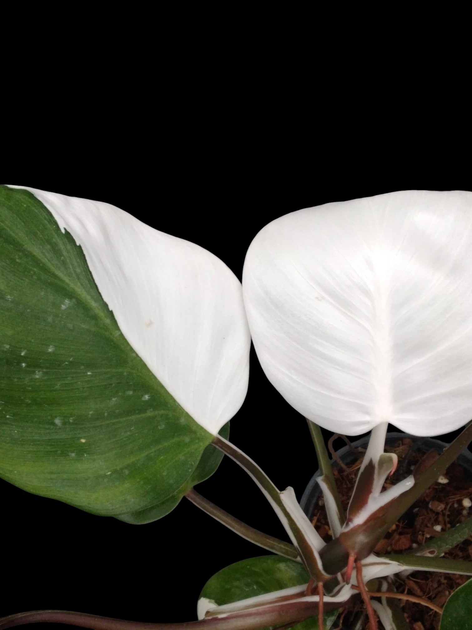 Philodendron White Knight Mutation – Amazon Garden Thailand