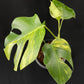 Monstera deliciosa aurea