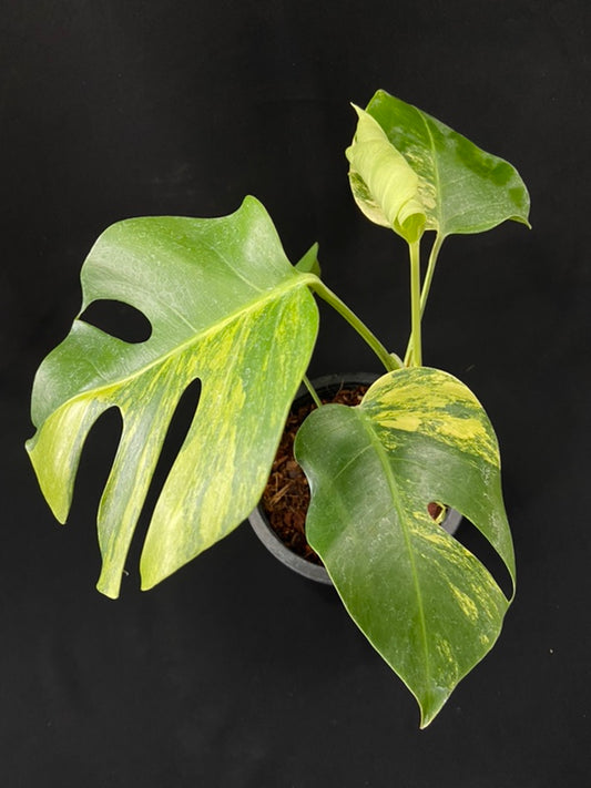Monstera deliciosa aurea