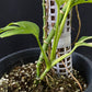 Monstera adansonii aurea
