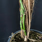 Monstera spruceana