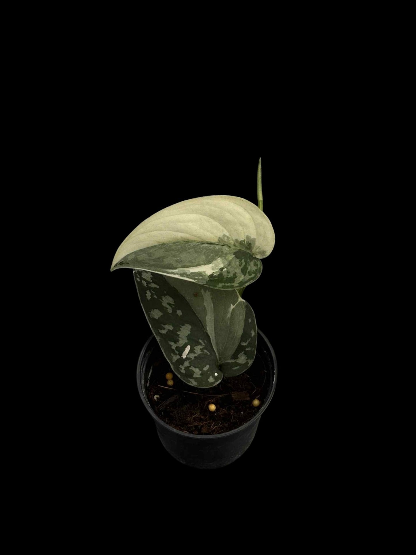 Scindapsus Mayari