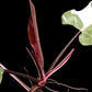 Philodendron Red Anderson