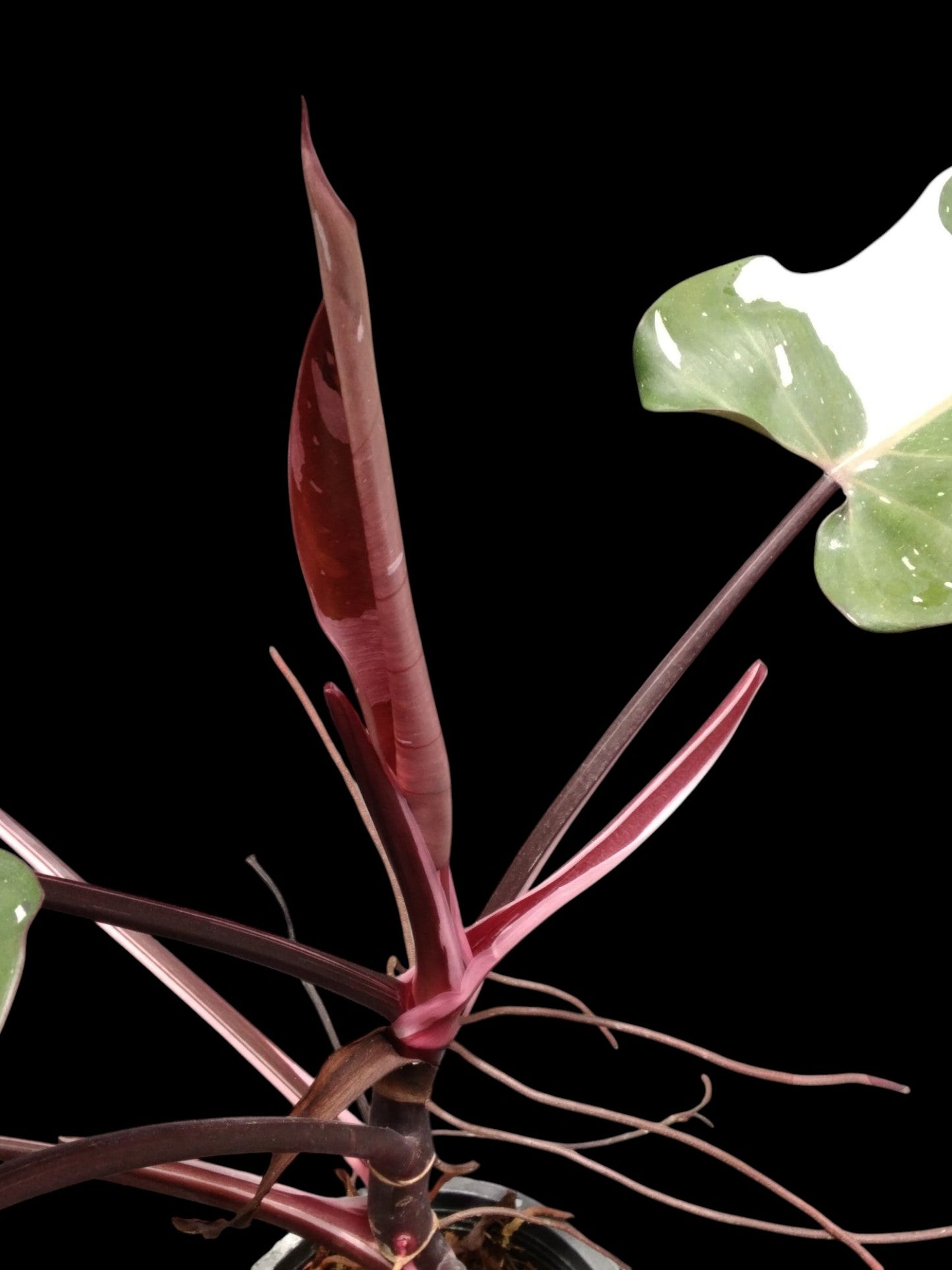 Philodendron Red Anderson