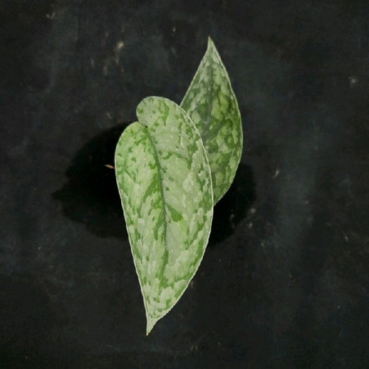 Scindapsus Wing Bird