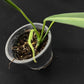 Philodendron alternans