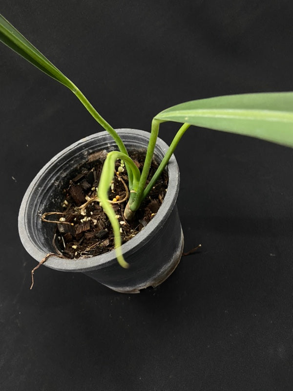 Philodendron alternans