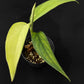 Monstera croatii