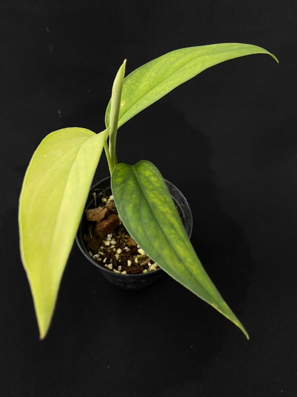 Monstera croatii