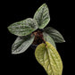 Anthurium luxurians x radicans