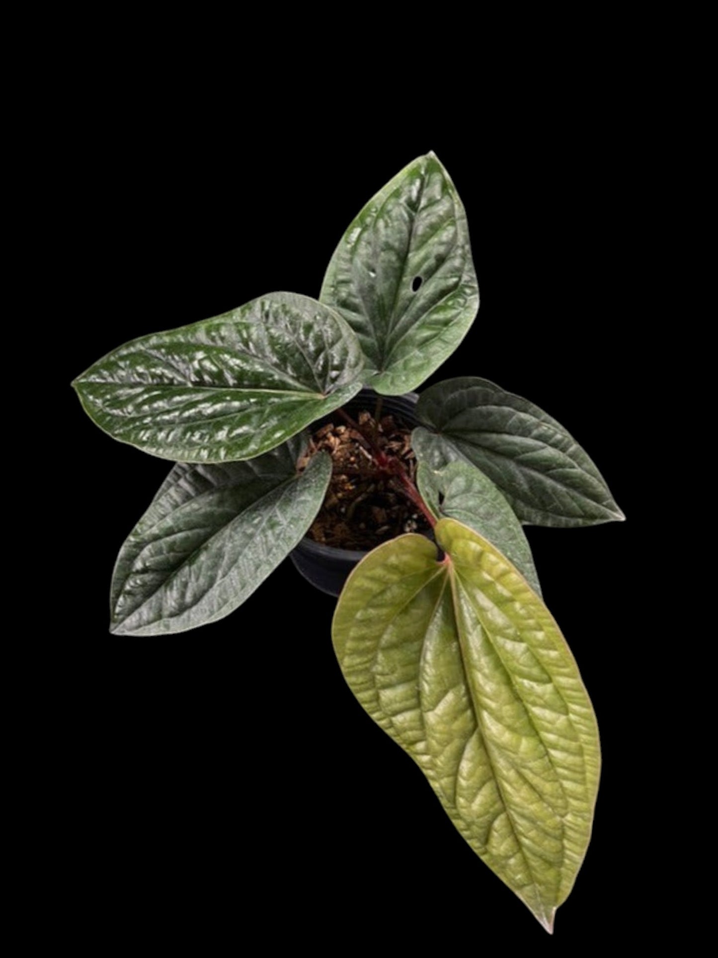 Anthurium luxurians x radicans