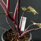 Philodendron Red Anderson