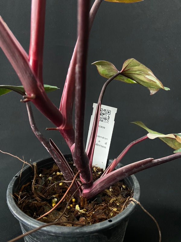 Philodendron Red Anderson