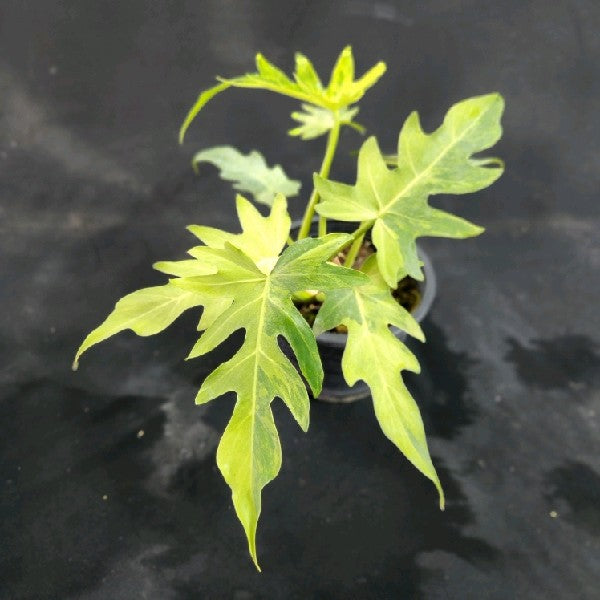 Philodendron radiatum variegated