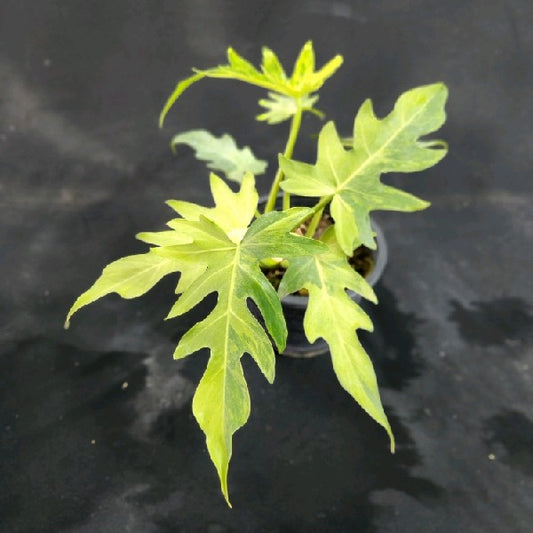 Philodendron radiatum variegated