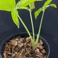 Syngonium Red Spot Tricolor