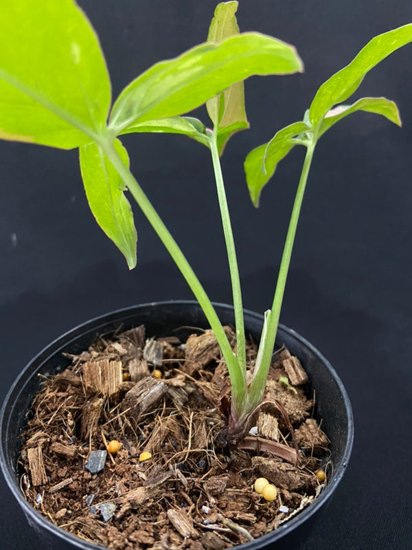 Syngonium Red Spot Tricolor