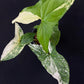 Syngonium podophyllum albo
