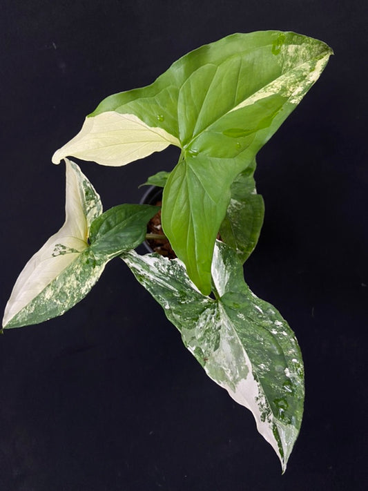 Syngonium podophyllum albo