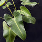 Philodendron cordatum