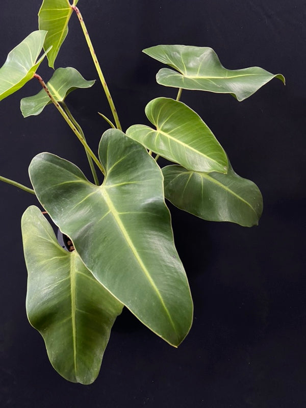 Philodendron cordatum