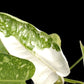 Philodendron Jose Buono