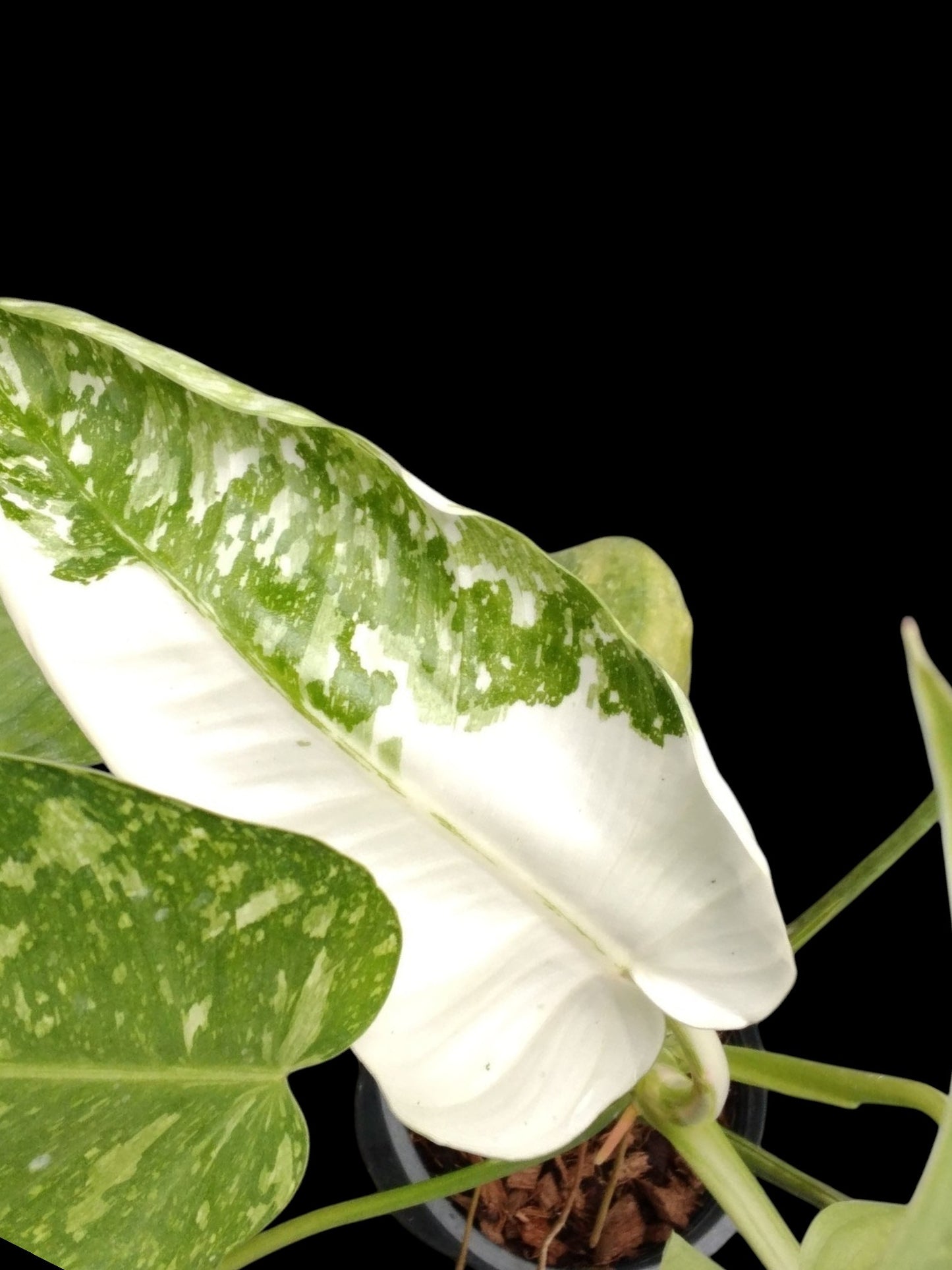 Philodendron Jose Buono