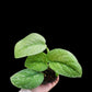 Scindapsus Blue Splash