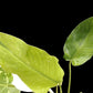 Philodendron Jose Buono