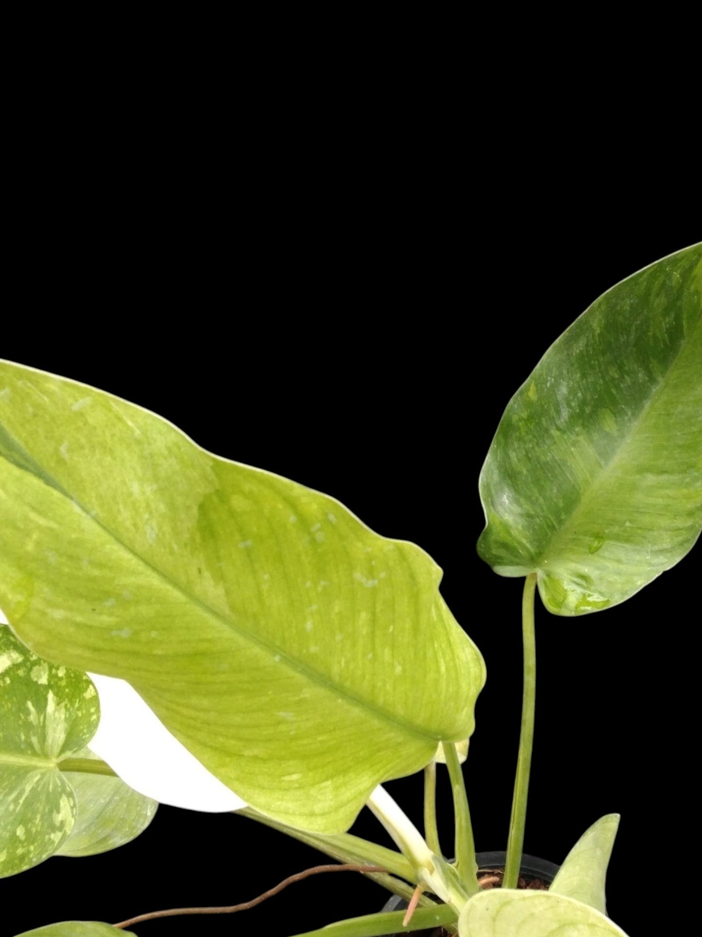 Philodendron Jose Buono