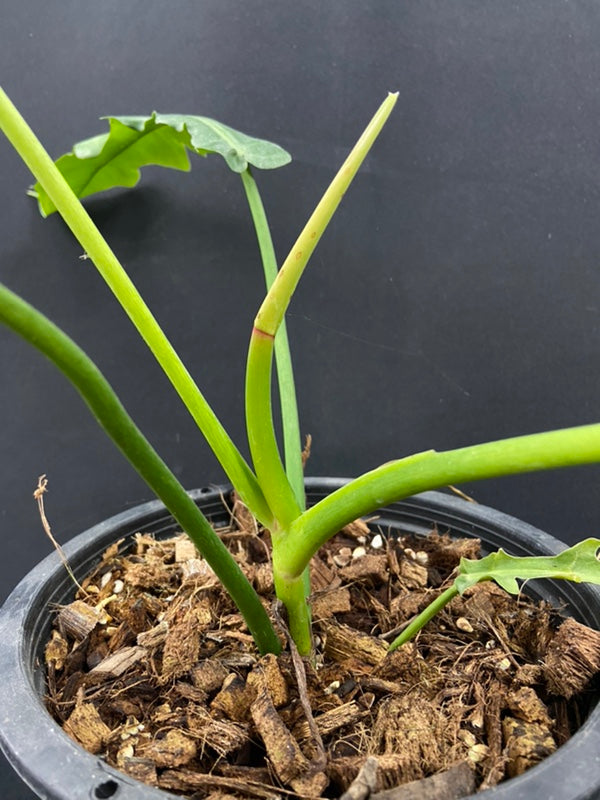 Philodendron San Antioquia