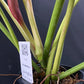 Philodendron Snowdrift