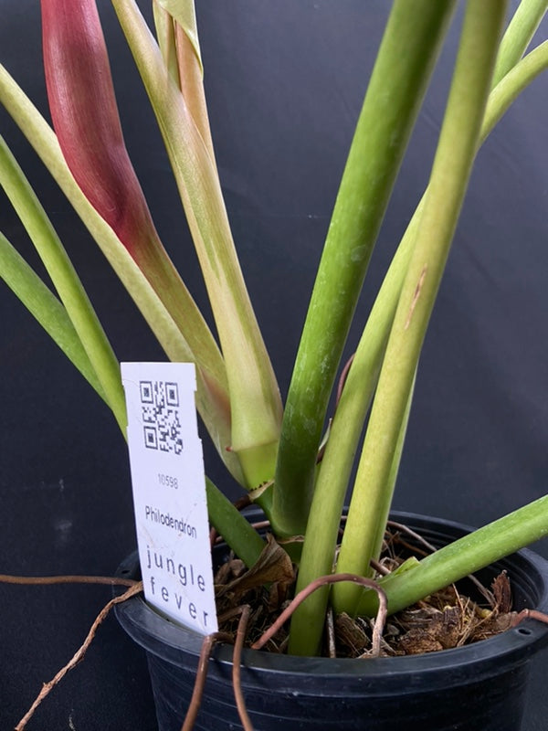Philodendron Snowdrift
