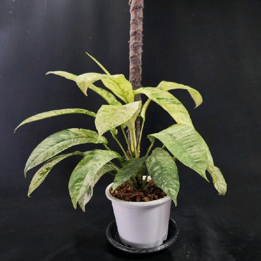Rhaphidophora Gorilan