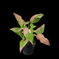 Syngonium Red Spot Tricolor