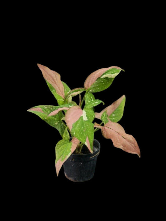 Syngonium Red Spot Tricolor