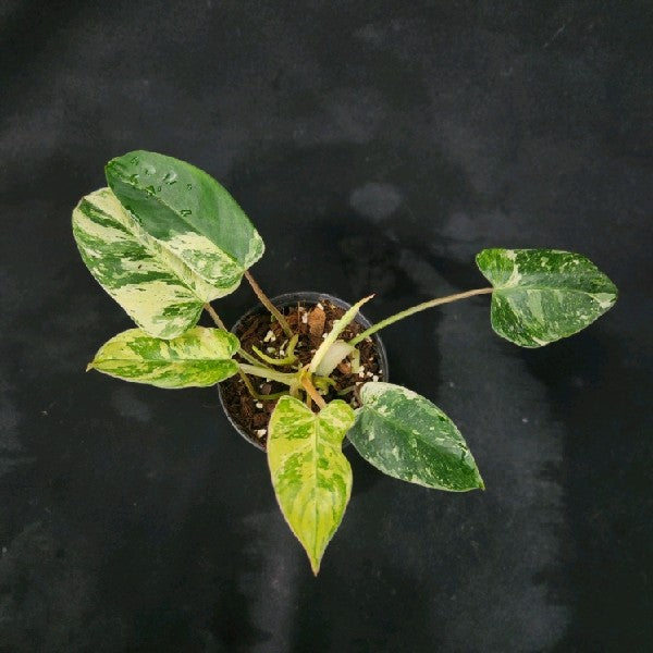 Philodendron Emerald Queen Marble Mutation