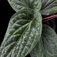 Anthurium luxurians x radicans