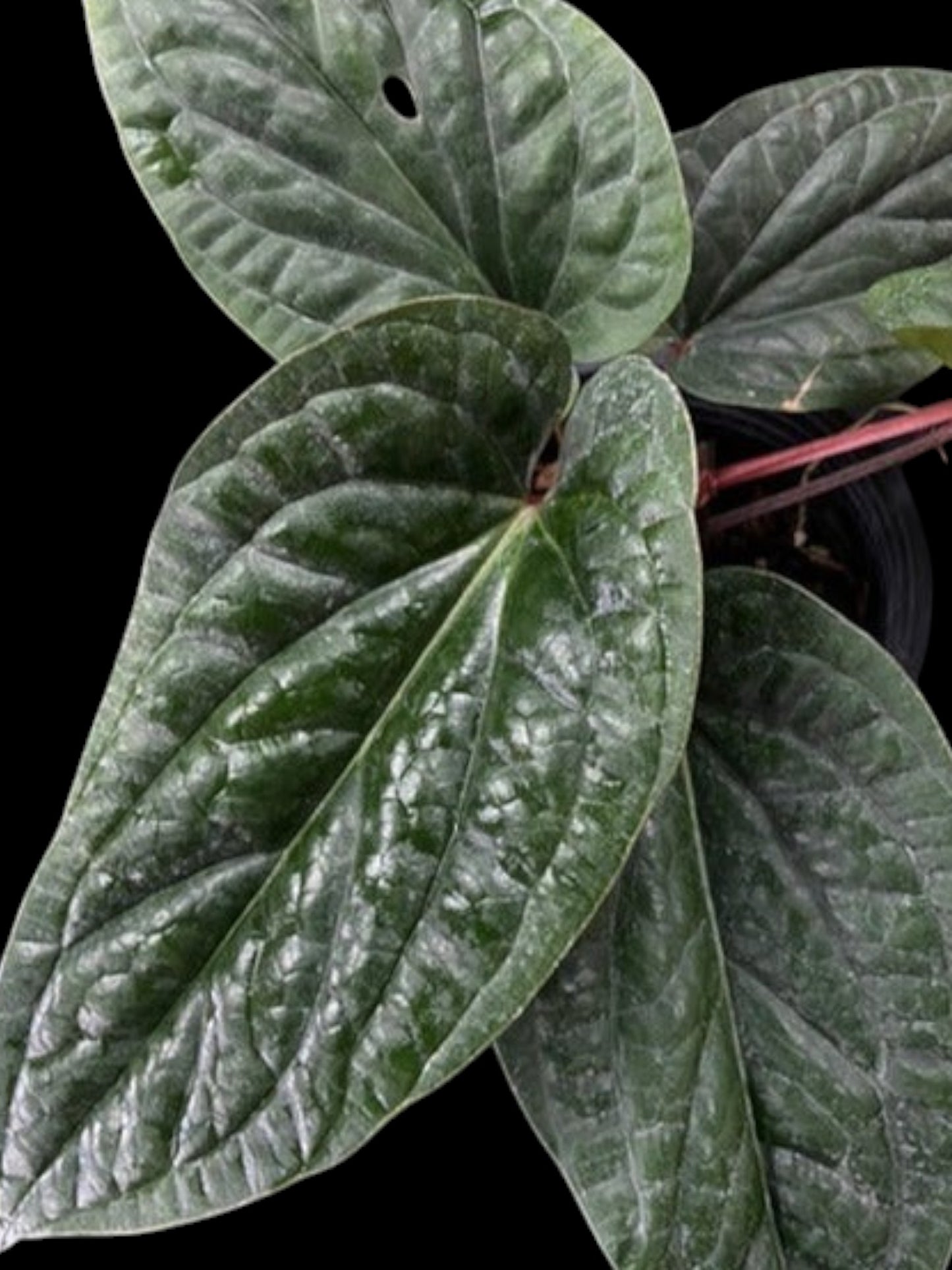 Anthurium luxurians x radicans